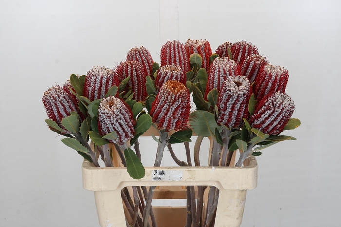 <h4>Banksia Coccinea</h4>