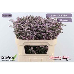 LIMONIUM SAFORA OSHI PINK 45GR