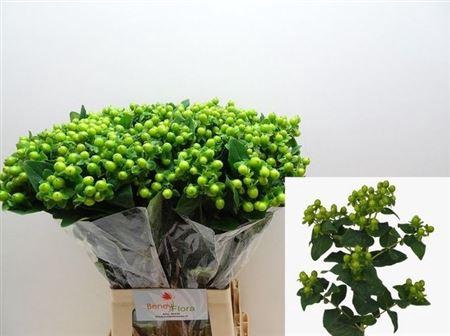 <h4>Hyp Mag Green Power</h4>