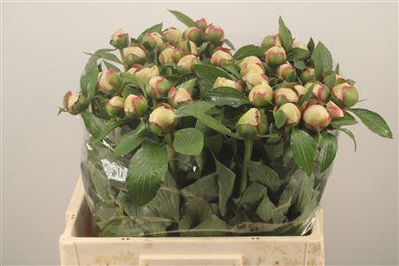 <h4>Paeo L Alertie</h4>