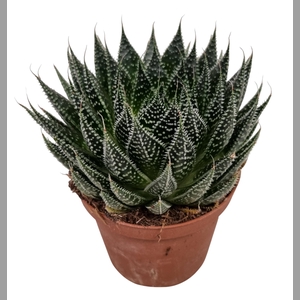 ALOE ARISTATA