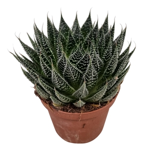ALOE ARISTATA
