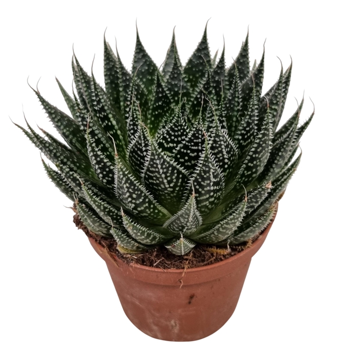 <h4>ALOE ARISTATA</h4>