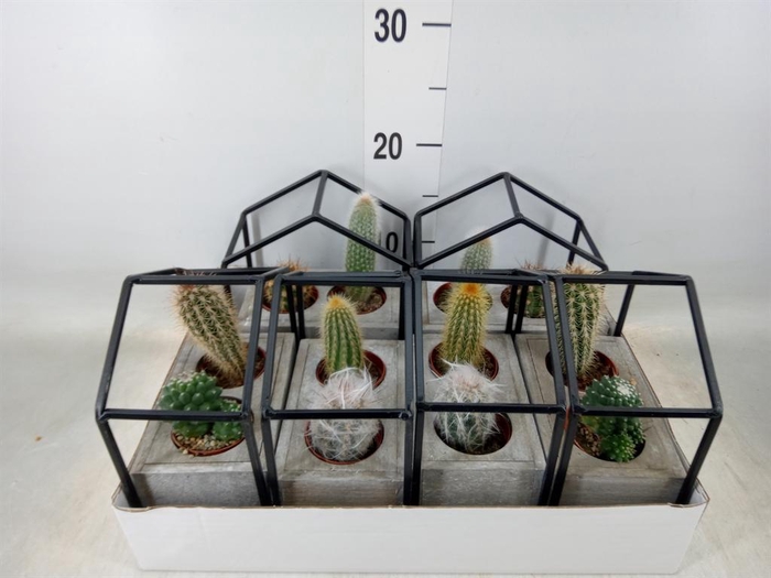 <h4>Cactus   ...</h4>