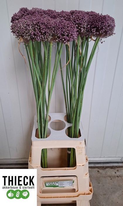 <h4>ALLIUM PINK LADY</h4>