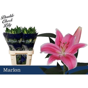 LI OR MARLON