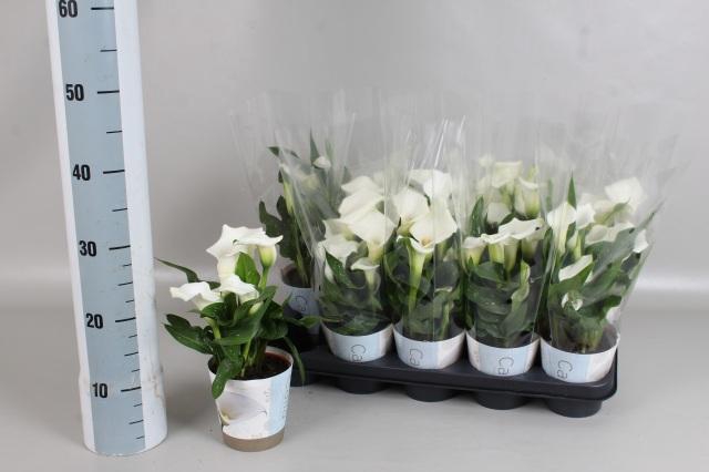 <h4>ZANT CAPT FRESCO</h4>