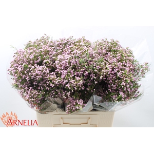 Chamelaucium pirouette