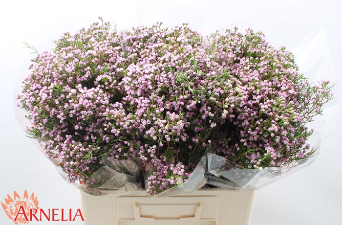 <h4>Chamelaucium pirouette</h4>