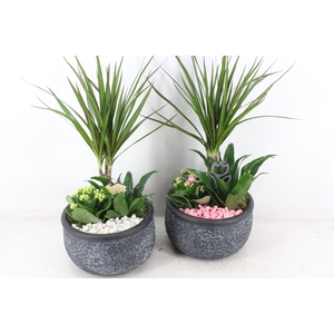 arr2 PL - Ker. barok dracena - roze/wit