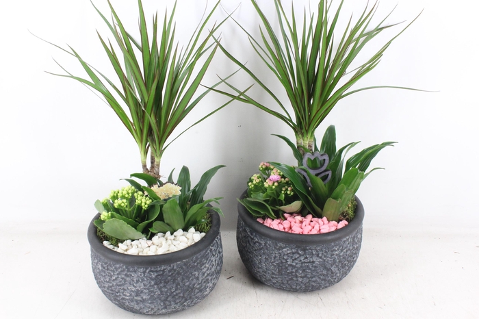 <h4>arr2 PL - Ker. barok dracena - roze/wit</h4>