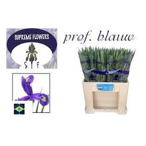 IRIS PROF BLAAUW