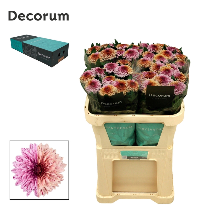 <h4>Chr G Pip Festival</h4>