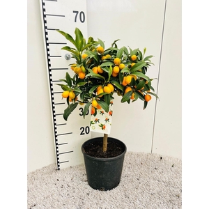 Citrus Kumquat Nagami on stem