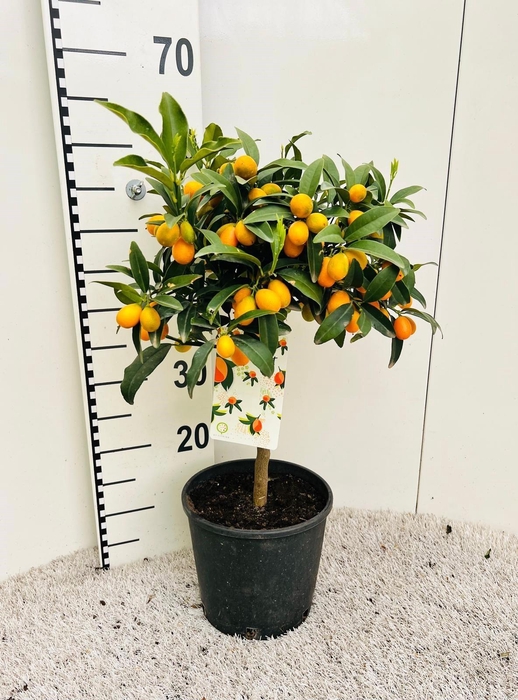 <h4>Citrus Kumquat Nagami on stem</h4>