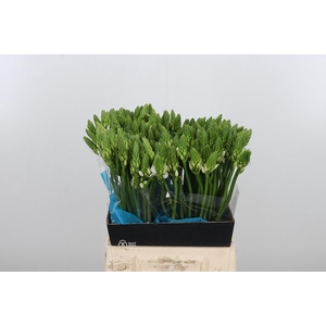 Ornithogalum T Mount Fuji