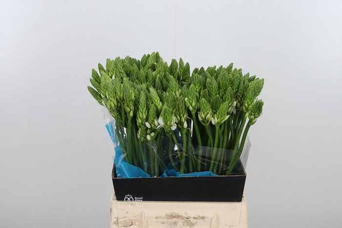 <h4>Ornithogalum T Mount Fuji</h4>