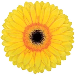 Gerbera Apollo Water x40 Lang