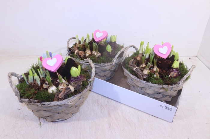 <h4>ARR BOL KNOLGEWAS</h4>