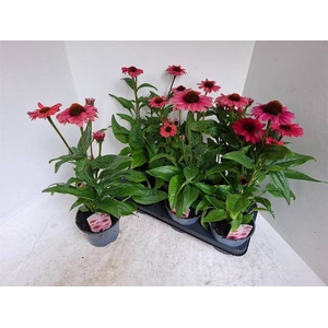 ECHINA SOMBRERO ROSE