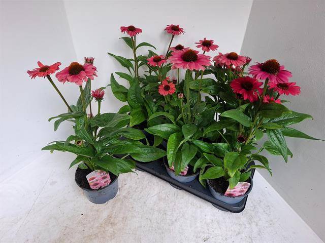 <h4>ECHINA SOMBRERO ROSE</h4>