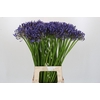 Agapanthus Donau
