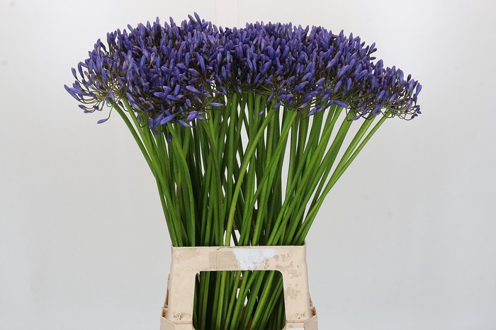 <h4>Agapanthus Donau</h4>
