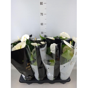 Anthurium andr. 'Alpine'