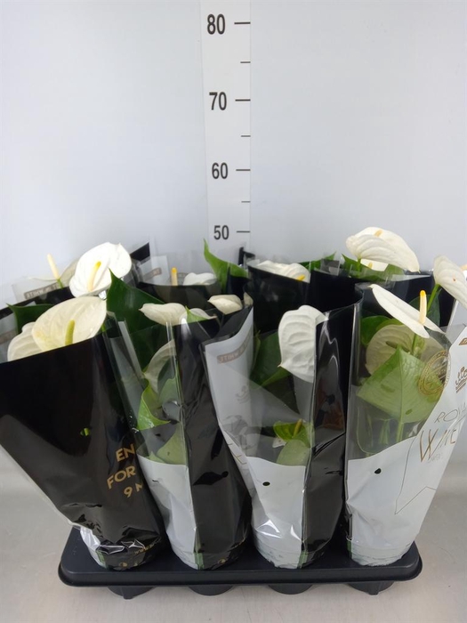 <h4>Anthurium andr. 'Alpine'</h4>