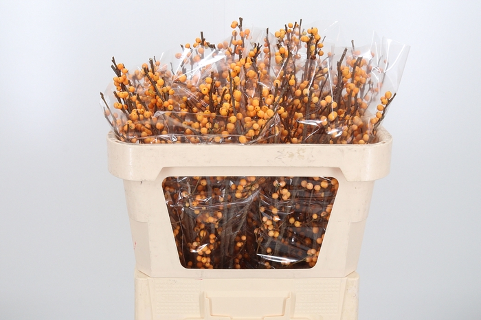 <h4>Ilex Golden Verboom</h4>