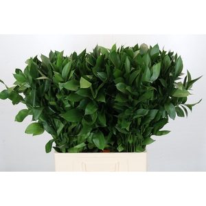 Ruscus Israel
