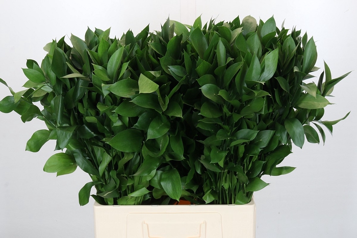 <h4>Ruscus Israel</h4>