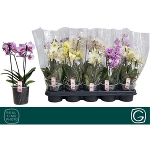 PHAL MF MIX 2 TAK 30CM