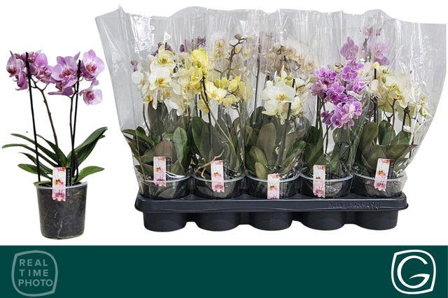 <h4>PHAL MF MIX 2 TAK 30CM</h4>