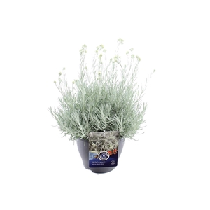 Helichrysum italicum Silvery White