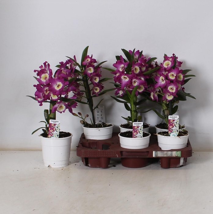 <h4>DEND NOBILE</h4>