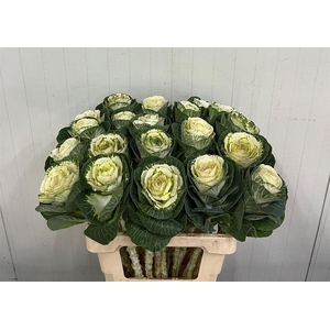 Brassica White Crane