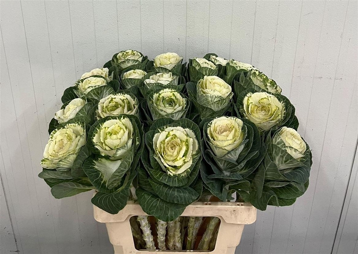 <h4>Brassica White Crane</h4>