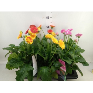 Gerbera  'Garvinea'   ...mix
