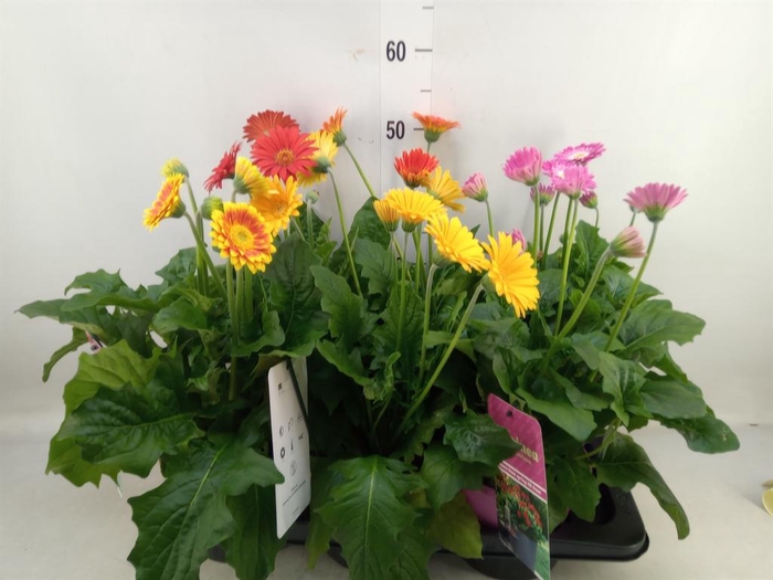 <h4>Gerbera  'Garvinea'   ...mix</h4>