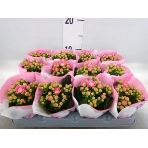 Kalanchoe   ...mini