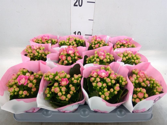 <h4>Kalanchoe   ...mini</h4>