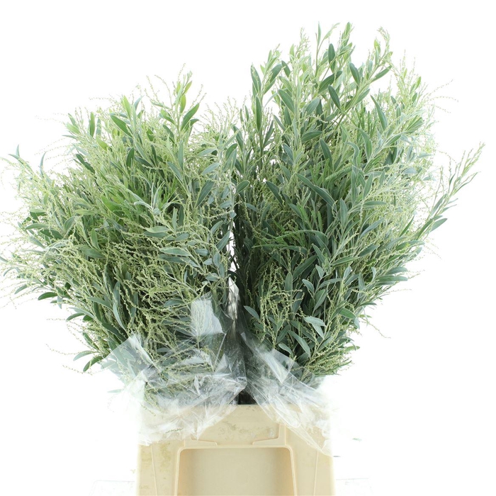 <h4>Mimosa Denis Boden P Bos 200 Gram</h4>