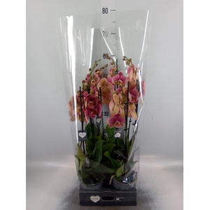Phalaenopsis   ...rose