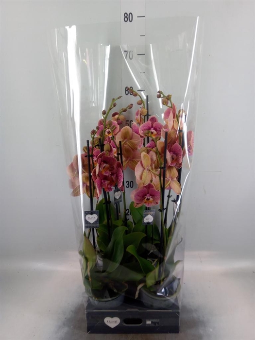 <h4>Phalaenopsis   ...rose</h4>