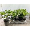 Fatsia Variegata