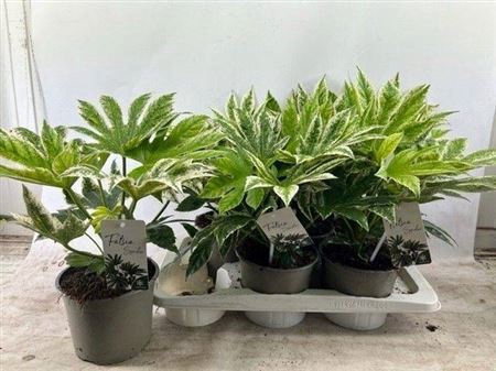<h4>Fatsia Variegata</h4>