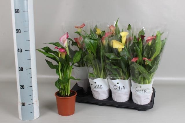 <h4>ZANT GEM 4 KL</h4>