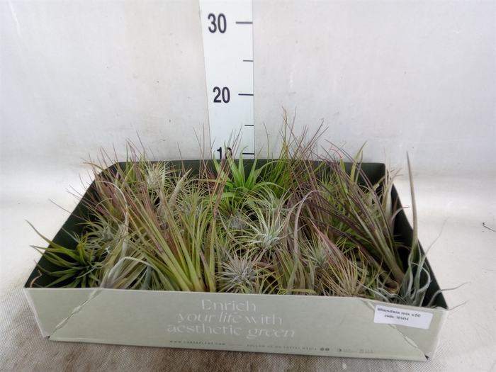 <h4>Tillandsia</h4>