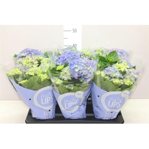 Hydrangea Early Blue 5-6 More Lips